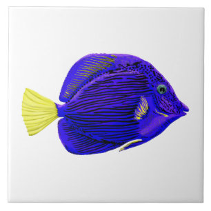 Blue tang fish ceramic tile