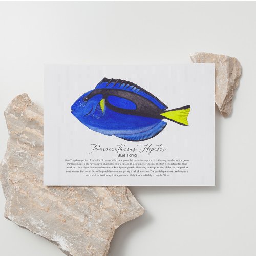 Blue Tang Fish Postcard