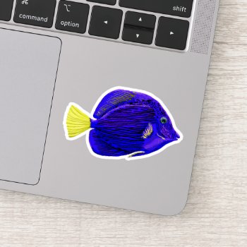 Blue Tang Fish  Sticker by stickywicket at Zazzle
