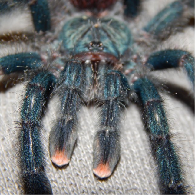 blue tarantula cutout (Front)