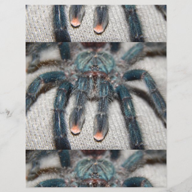 blue tarantula flyer (Front)