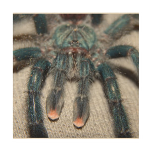 blue tarantula wood wall art