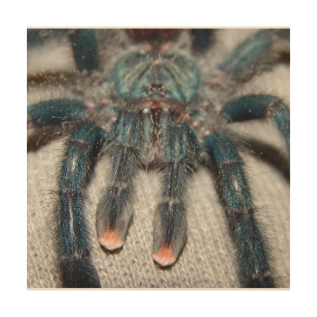 blue tarantula wood wall art (Front)