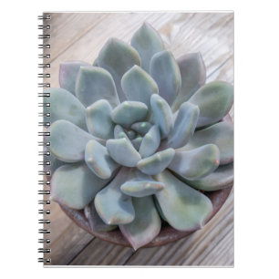 Blue Teal Green Succulent Echeveria Apus Photo Notebook