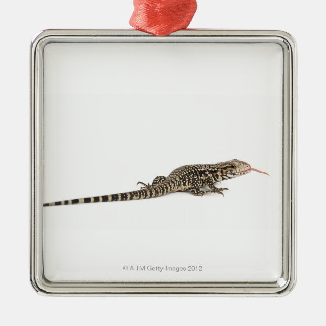 Blue tegu - Tupinambis merianae Metal Ornament (Front)
