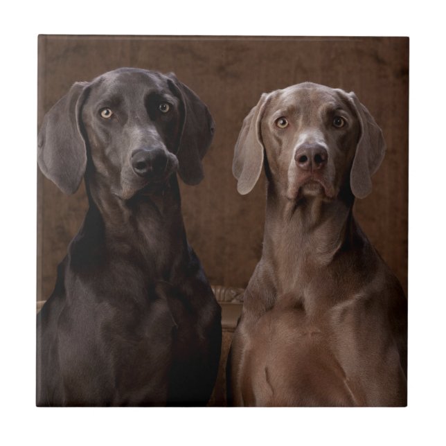Blue & Teyla the Weimaraners Tile (Front)