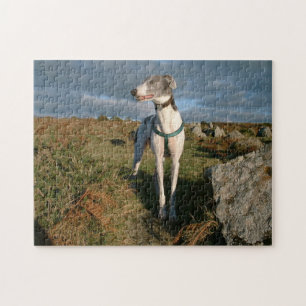 Blue the greyhound jigsaw puzzle