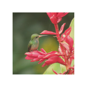 Blue-throated Goldentail Hummingbird Photo Wood Wall Art