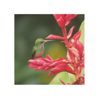 Blue-throated Goldentail Hummingbird Photo Wood Wall Art