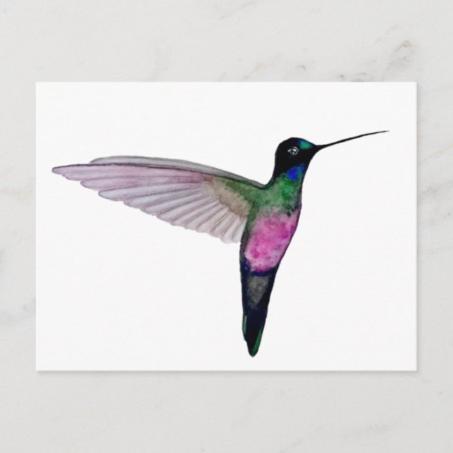 Blue-throated starfrontlet postcard (Front)