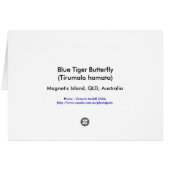 Blue Tiger Butterfly Cards (Back Horizontal)