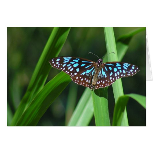 Blue Tiger Butterfly Cards (Front Horizontal)