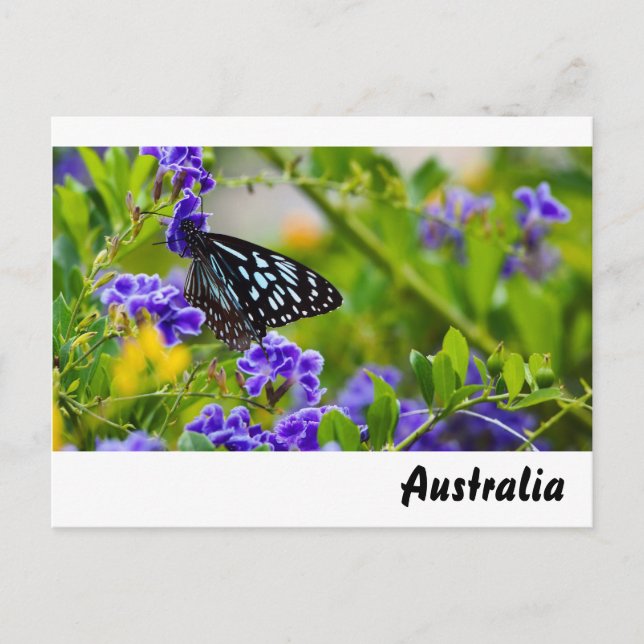 Blue tiger butterfly postcard (Front)