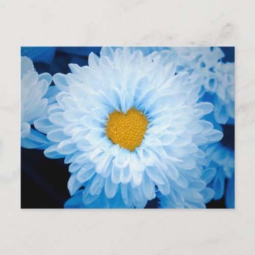 Blue Tinted Chrysanthemums Nature Photo Ukraine Po Postcard