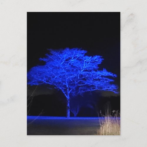 Blue Tinted Tree Postcard