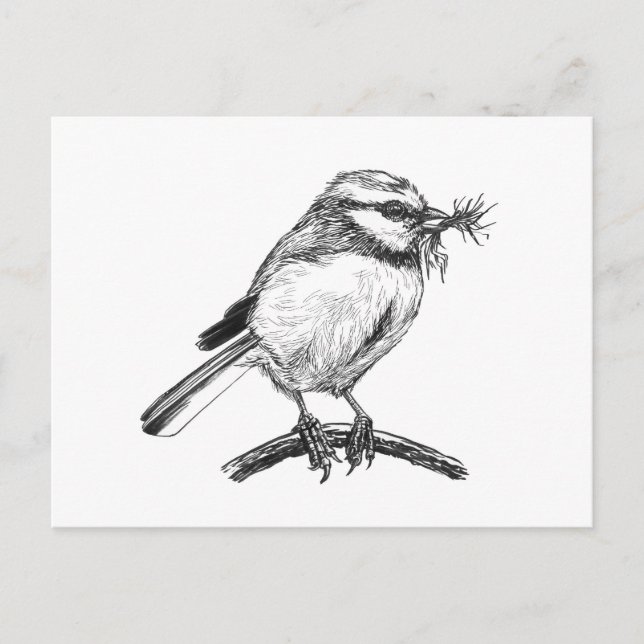 Blue tit bird ink drawing postcard (Front)
