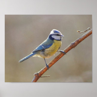 Blue tit bird poster