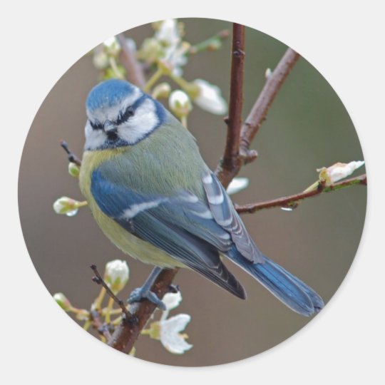 Blue Tit on rainy day stickers