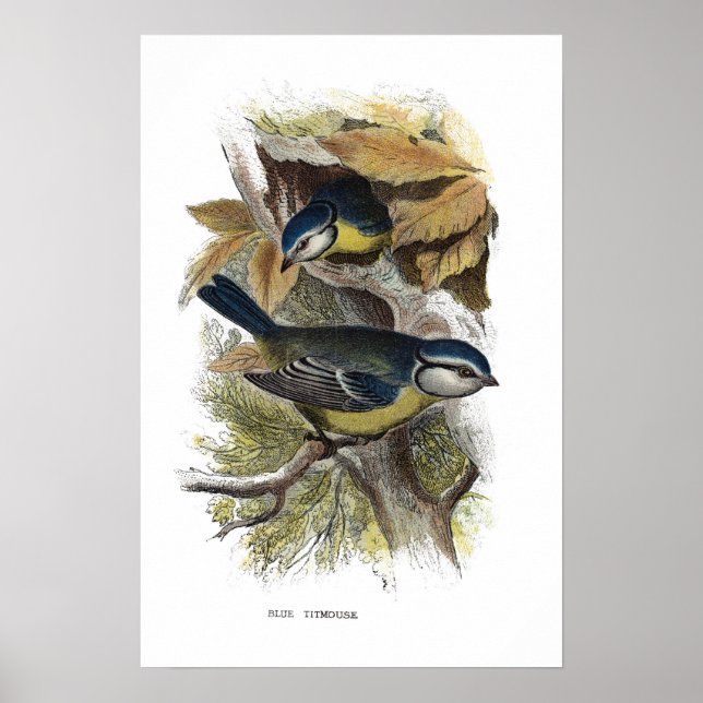 Blue titmouse, poster (Front)