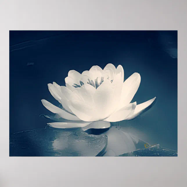 Blue Toned Lotus Flower Poster | Zazzle