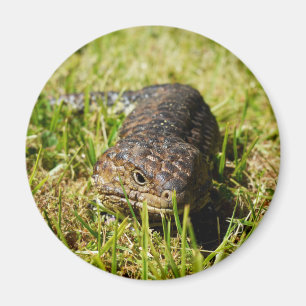 Blue Tongue Lizard Creeping In The Grass, Magnet