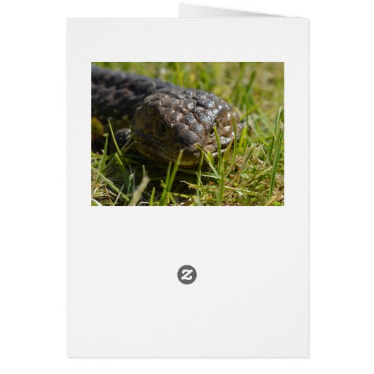 Blue Tongue Lizard Up Close, (Back)