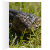 Blue Tongue Lizard Up Close, (Inside (Right))