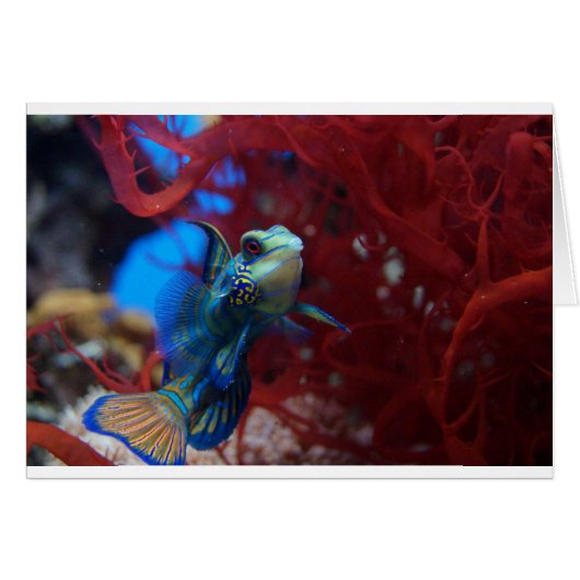 Blue tropical fish cards (Front Horizontal)