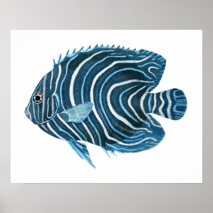 Blue Tropical Fish Print no.1 | Zazzle.com