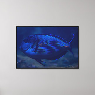 Blue Tropical Fish Stretched Canvas Print