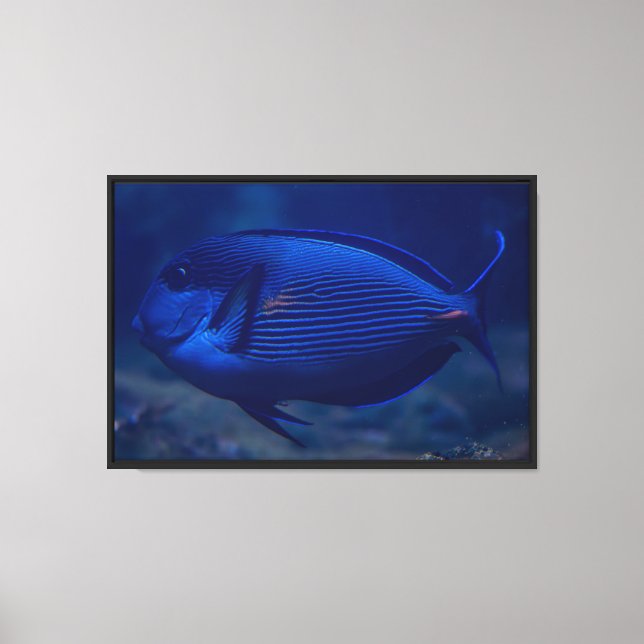 Blue Tropical Fish Stretched Canvas Print (Front)