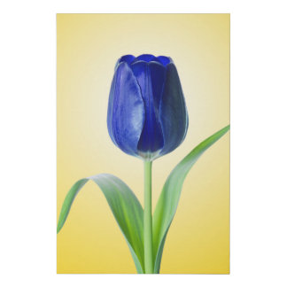 Blue Tulip Minimal Nature Photograph Faux Canvas Print