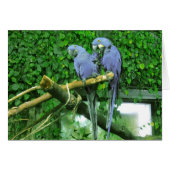 Blue Twin Parrots Card (Front Horizontal)