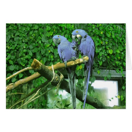 Blue Twin Parrots Card (Front Horizontal)
