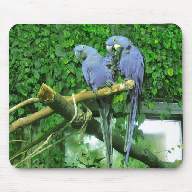 Blue Twin Parrots Mouse Pad (Front)