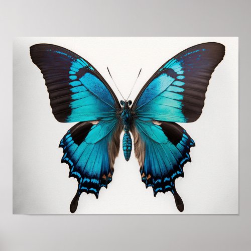 Blue Ulysses Butterfly Art Print Poster