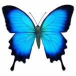 Blue Ulysses Butterfly Pin Cutout<br><div class="desc">Original fine art design of a blue Papilio Ulysses or Ulysses butterfly by artist Carolyn McFann of Two Purring Cats Studio printed on a quality acrylic pin for all who love colorful butterflies.</div>
