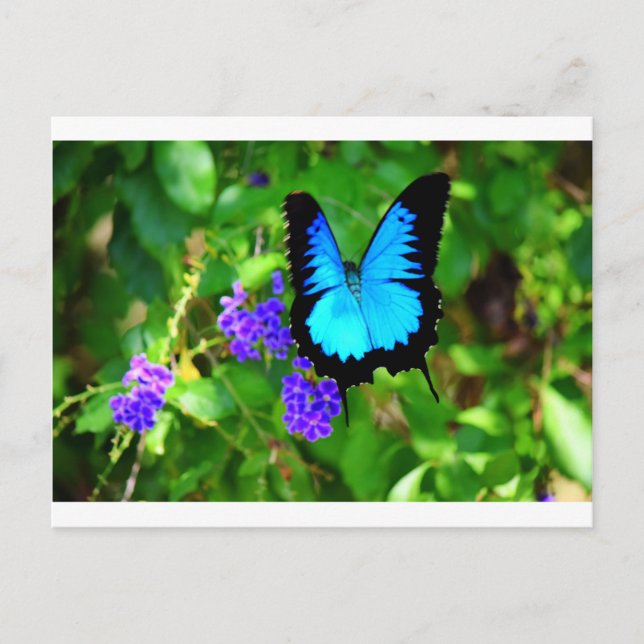 BLUE ULYSSES BUTTERFLY QUEENSLAND AUSTRALIA POSTCARD (Front)