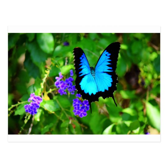 BLUE ULYSSES BUTTERFLY QUEENSLAND AUSTRALIA POSTCARD