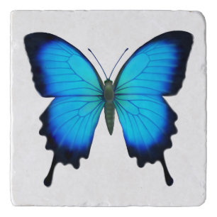 Blue Ulysses Butterfly Stone Trivet