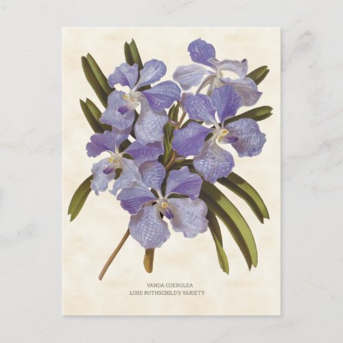 Blue Vanda Orchid Vintage Botanical Postcard