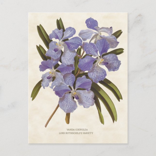 Blue Vanda Orchid Vintage Botanical Postcard (Front)