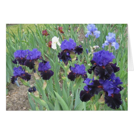 Blue Velvet Cards (Front Horizontal)