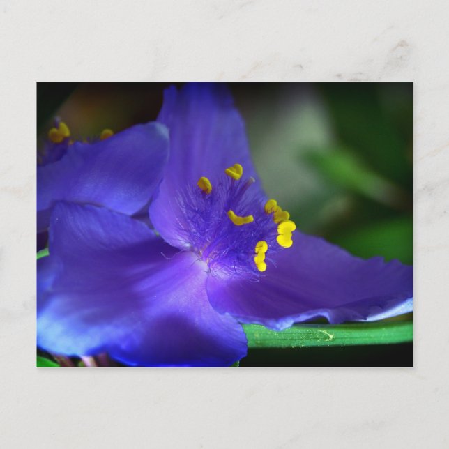 Blue Velvet Postcard (Front)