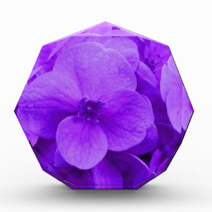 Blue Violet Hydrangea Award