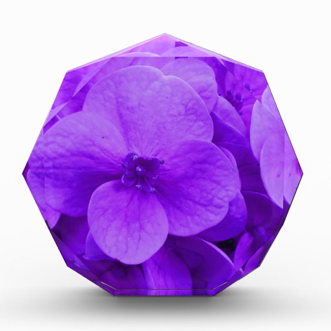 Blue Violet Hydrangea Award (Front)