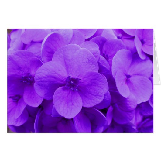 Blue Violet Hydrangea Cards (Front Horizontal)