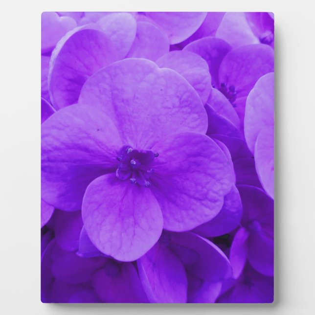 Blue Violet Hydrangea Plaque (Front)