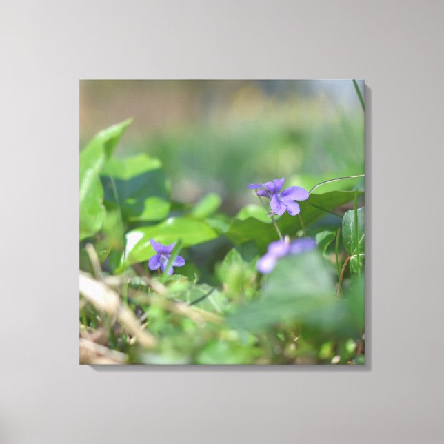 Blue Violets Flower Floral Botanical Photography Canvas Print (Front)