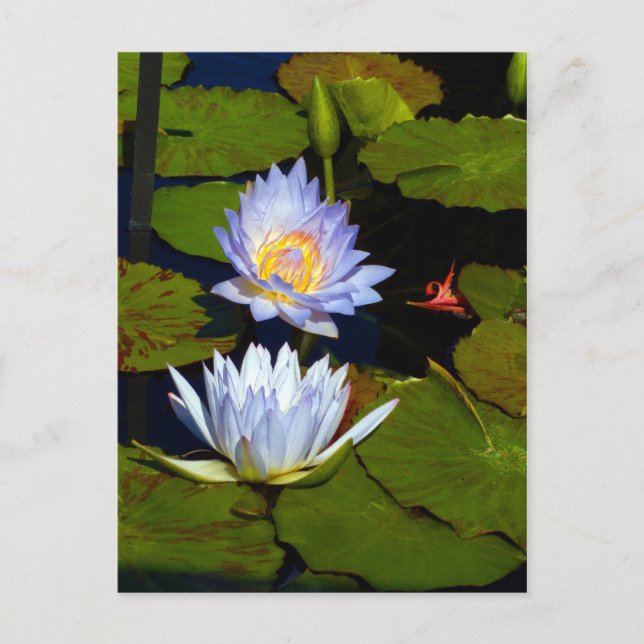 Blue Water Lilies Announcement Postcard (Front)